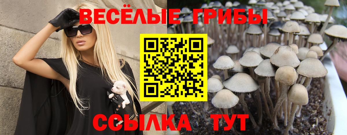 Галлюциногенные грибы Psilocybine cubensis Железноводск
